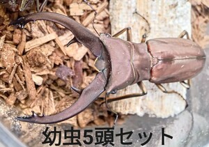 【初2令幼虫5頭セット】 イグジミウスホソアカクワガタ　WF4 インドネシア イリアン アルファック産① イクジミウス ホソアカ クワガタ