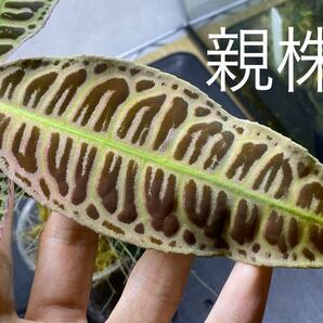 ラビシア sp.リアウ スマトラ (レッドタイプ) /Labisia sp.Riau sumatera (レッドタイプ)の画像1