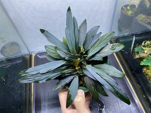 Homalomena sp. “濡烏” Riau sumatera【LA0518-02】ネームド株 / ホマロメナ