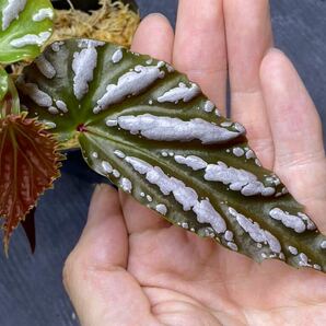 原種ベゴニア / Begonia sp. 雪の宿 from Lampung sumatera [LA0217-01] 中株サイズの画像2