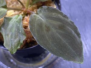 Homalomena sp Red leaf from Kalbar[AZ0823-2] / ホマロメナ