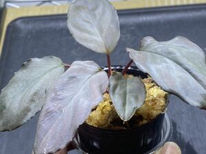 Homalomena sp. ＂Kurogane＂ SRP from Pulau Lingga 【HW1017-XX】ホマロメナ