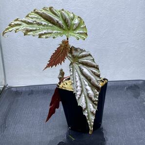 原種ベゴニア / Begonia sp. 雪の宿 from Lampung sumatera [LA0217-01] 中株サイズの画像3