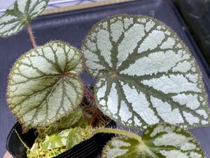 原種ベゴニア /Begonia sp.Thailand 銀ベゴニア