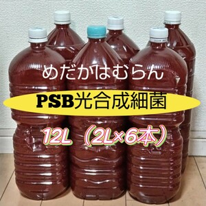 【12L】PSB光合成細菌【めだか_はむらん】メダカ　金魚　ゾウリムシ ミジンコ　エサ　水質浄化　ヌマエビ　液肥　psb