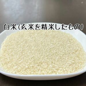 【送料無料】玄米24kg 有機栽培 無農薬 天日干し 令和5年静岡県産 オーガニック 特別栽培米 マクロビ 有機農法 自然農法 自然栽培 お米の画像3