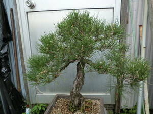  pine. bonsai. Mikawa Japanese black pin 
