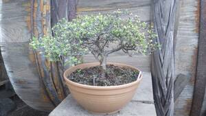 .. aperture stop saying deep mountain Kirishima bonsai material. @. interval geo . source 