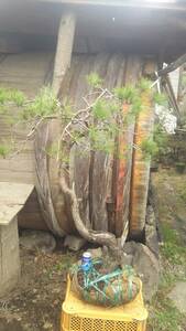  красный сосна. старый дерево бонсай материалы.@. промежуток geo . источник 