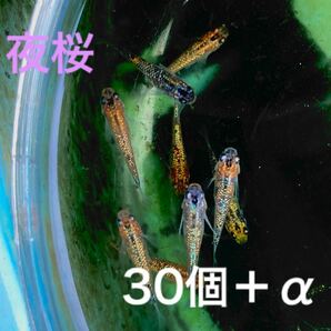 夜桜メダカ 卵30個＋α個の画像1