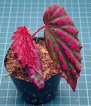 ③ ベゴニア ネグロセンシス Begonia negrosensis 【ベゴニア パルダリウム テラリウム アルゴステマ 苔 ジュエルオーキッド】_画像2