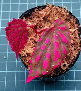 ② ベゴニア ネグロセンシス Begonia negrosensis 【ベゴニア パルダリウム テラリウム アルゴステマ 苔 ジュエルオーキッド】