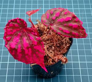 ① ベゴニア ネグロセンシス Begonia negrosensis 【ベゴニア パルダリウム テラリウム アルゴステマ 苔 ジュエルオーキッド】