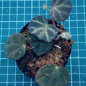 ③ Begonia sp. Sarawak ベゴニア サラワク【ベゴニア パルダリウム テラリウム アルゴステマ 苔 ジュエルオーキッド】の画像1