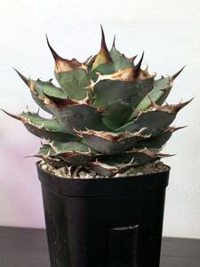  agave o terrorism i. stock special selection a little over .. cow series No Name 