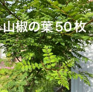 無農薬 山椒の葉50枚 山椒味噌 木の芽