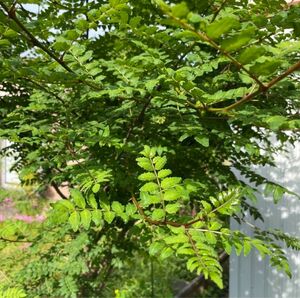 無農薬 山椒の葉200枚 山椒味噌 木の芽