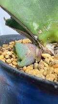 Agave titanota BLUE アガベ チタノタブルー　カキコ【Aero plants】ホロタグ付き_画像1