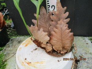 Drynaria quercifolia ドリナリア クエルシフォリア （04）