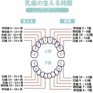 女の子 男の子 乳歯ケース 乳歯入れ 乳歯ボックス 出産祝い 日本語表 保管の画像8