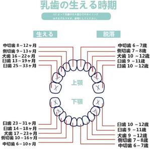 2点セット 乳歯ケース 乳歯入れ 乳歯ボックス 出産祝い 日本語表 保管の画像8