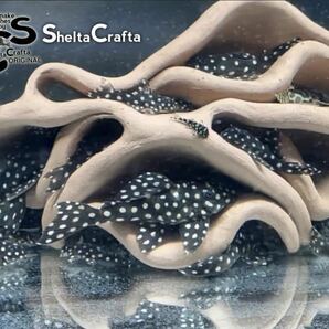 【全国送料無料】SheltaCraftaオリジナル Asatシェルター どら焼き3連 熱帯魚 アクアリウム 小型魚にの画像7