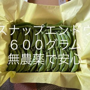 ★朝採りしました★今日発送できます★スナップエンドウ ★無農薬★６００グラム★ネコポス★か