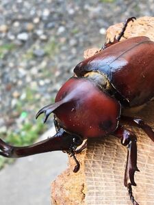  Tochigi prefecture production red Kabuto & red purple Kabuto immediately yellowtail possible imago male 5 pcs . female 1 pcs total 6 pcs set red body rhinoceros beetle domestic production rhinoceros beetle [ insect warehouse ]8388