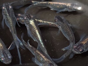 黒リアルメダカ若魚10匹 ラメびっしり　画像のメダカ