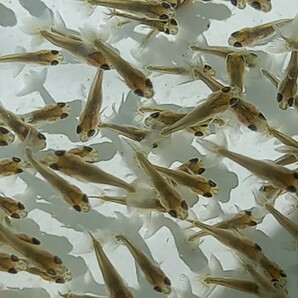 浜松らんちゅう 画像の稚魚から約150匹 稚魚(はねの魚) 3月29日採集 画像のらんちゅう全部の画像6