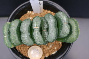 玉扇-1　＊サボテン　多肉植物　ハオルチア