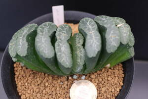 実方氏　写2　＊サボテン　多肉植物　ハオルチア　玉扇