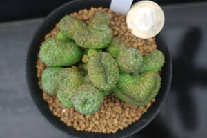 オベサ綴化-1　＊サボテン　多肉植物　ユーフォルビア