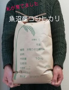 お米10kg 令和5年魚沼産コシヒカリ白米