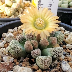 【自家採種“種子”/30粒】Titanopsis primosii (EA 3996)/チタノプシス・プリモシー/天女影//多肉植物/メセンの画像3