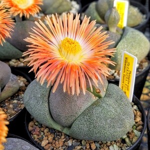 【自家採種“種子”/30粒】Pleiospilos nelii (Willowmore, RSA)/プレイオスピロス・ネリー/帝玉//多肉植物