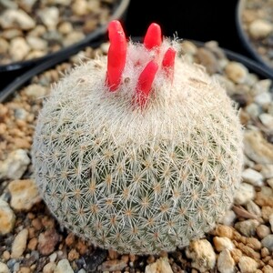 【自家採種“種子”/10粒】Epithelantha greggii (SB 235)/エピテランサ・グレッギー//サボテン/多肉植物/月世界