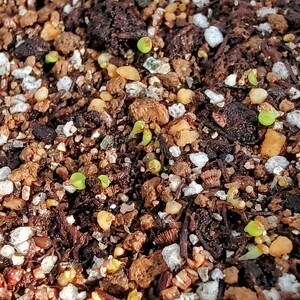 【輸入“種子”/20粒】Lithops terricolor (EA 997)/リトープス・テリコロル//多肉植物/メセン