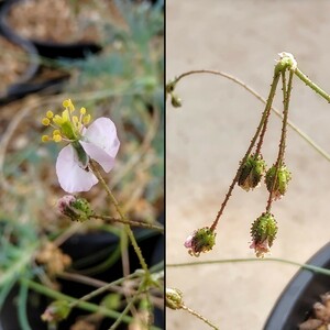 【自家採種“種子”/30粒】Kewa salsoloides (Ladismith, RSA)/ケワ・サルソロイデス//多肉植物/珍品