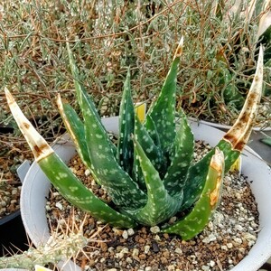 【自家採種“種子”/10粒】Gasteria nitida (Hankey, RSA)/ガステリア・ニチダ//多肉植物/臥牛