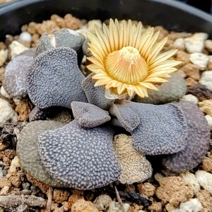 【自家採種“種子”/30粒】Aloinopsis rosulata (Knoetze Station, RSA)/アロイノプシス・ロスラータ/菱鮫//多肉植物/塊根メセン