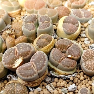 【自家採種“種子”/30粒】Lithops salicola (C 34)/リトープス・サリコラ/李夫人//多肉植物/メセン