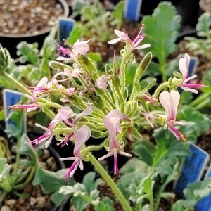 [ own . kind * seeds ~/5 bead ]Pelargonium incrassatum (Skimmelberg, N of Eksteenfontein)/pe Largo nium* ink lasatsum// succulent plant / white flower 