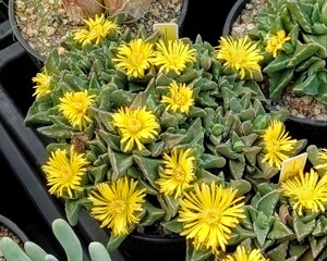 【自家採種“種子”/30粒】Faucaria hooleae (MG 1496.9：Mitford Park, RSA)/フォーカリア・ホーレアエ//多肉植物/メセン