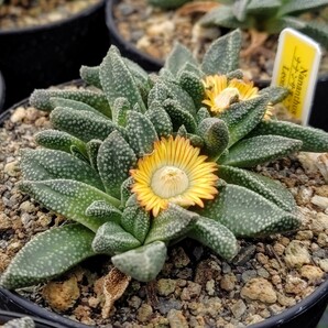 【自家採種“種子”/20粒】Nananthus margaritiferus (Leonardville, Namibia)/ナナンサス・マルガリティフェルス//多肉植物/メセンの画像1