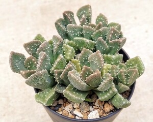 【自家採種“種子”/30粒】Aloinopsis setifera (Kliprand, RSA)/アロイノプシス・セティフェラ/天女琴//多肉植物/メセン