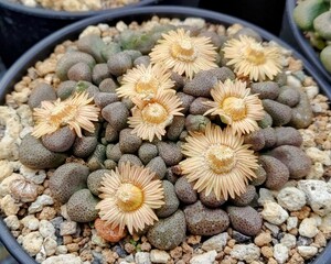 【自家採種“種子”/30粒】Aloinopsis schooneesii (Willowmore, RSA)/アロイノプシス・スクーネーシー/唐扇//多肉植物/メセン