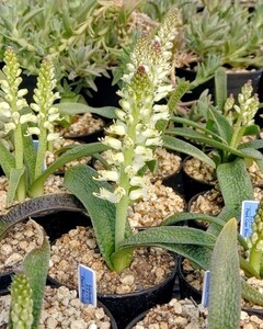 【自家採種“種子”/10粒】Lachenalia pustulata (Paarl, RSA)/ラケナリア・プスツラータ//多肉植物/白花