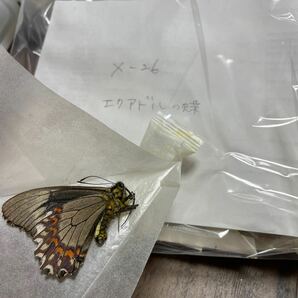 標本 昆虫 蝶 複数セット エクアドル パキスタン ネパール等 100前後の画像2