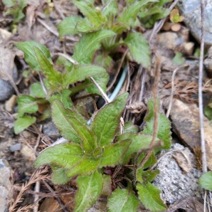 ホタルブクロ 10芽 山野草 切り花にも の画像5